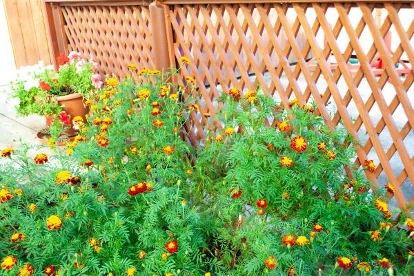 Lattice Fence Installation
